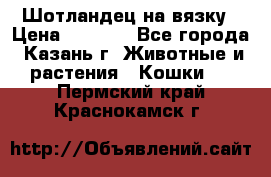 Шотландец на вязку › Цена ­ 1 000 - Все города, Казань г. Животные и растения » Кошки   . Пермский край,Краснокамск г.